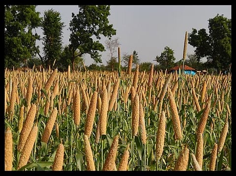 Millet and oilseeds production to get a boost in UP