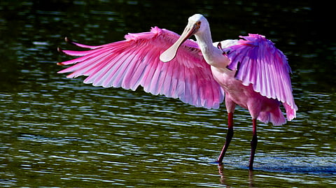 A walk through the Nal Sarovar Bird Sanctuary near Ahmedabad is all you need to calm the nerves