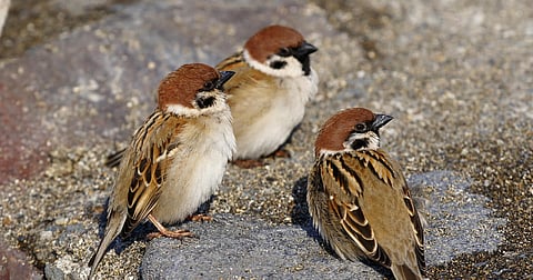 World Sparrow Day: You're summoned to join in these events around Lucknow for raising awareness!