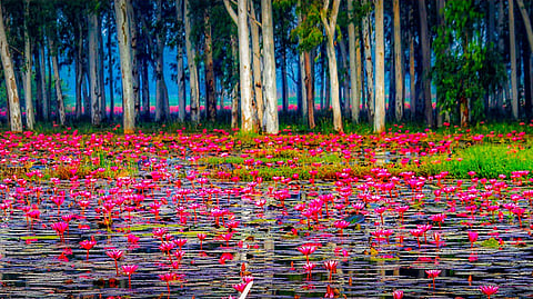 Enter a fragrant lake of flowers at the soon-to-be-made tourist spot, Gulawat Lotus Valley in Indore