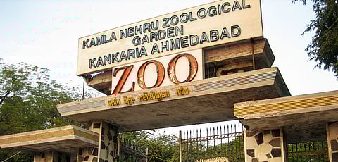 Knocksense Shorts| Animals at Ahmedabad Zoo get air coolers, water sprinklers amid rising mercury