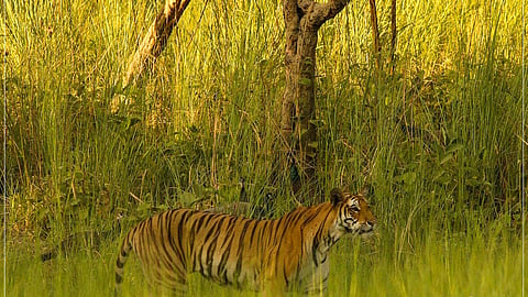 In a rare instance, UP's Suhelwa Wildlife Sanctuary witnesses presence of tigers