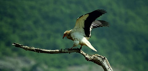Birders, plan a getaway from Ahmedabad to experience the surreal Thol Lake Bird Sanctuary!