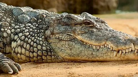 May 10 News Roundup | ‘Right to Walk’ in Punjab, underwater Croc Trail in Mumbai, & more