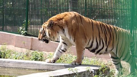 Amidst rising mercury, here's what the Lucknow Zoo authorities are doing to keep animals safe
