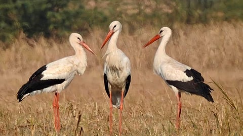 The sky over Nal Sarovar Bird Sanctuary turns pink as flamingos check-in early this year