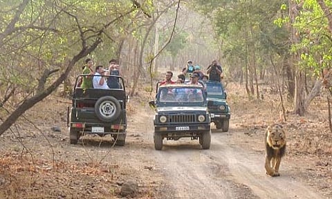 Into the enchanting wilderness of Gir: A weekend getaway from Ahmedabad