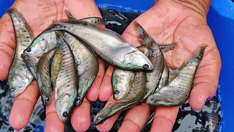 UP Govt joins hands with NBFGR to save endangered fish species Chitala & bolster fish farming