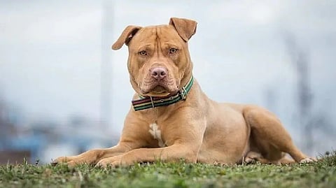 Keeping an unregistered pet in Lucknow can hurt your pocket; 11 charged with ₹5k fine