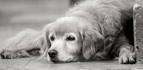 Knocksense Shorts | Lucknow Municipal Corporation to set up cremation furnace for pets