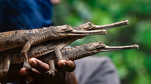 Knocksense Shorts | With 10 newborns, Gharial count in Lucknow Zoo touches 28