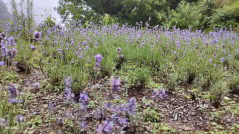 Under CIMAP's Aroma Mission, new Rosemary & Damask varieties to soon spread fragrance in Uttarakhand
