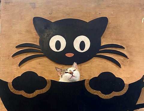'Feline good', like we should: THIS Int'l Cat Day, visit India's first cat café in Versova