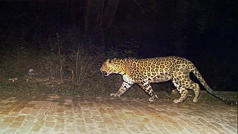 Lucknow News | Leopard spotted near Sports College