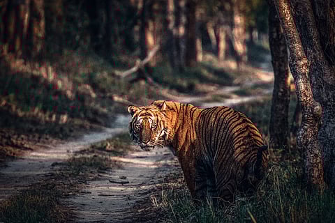 To avoid man-animal conflict, Uttar Pradesh tiger reserves will now have solar-powered fences