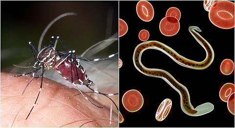 Kanpur News | Triple Drug Therapy campaign launched to curb filariasis spread