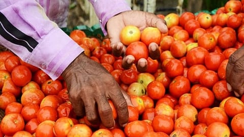 THIS Lucknow terrace farmer generously shared his crops with neighbors amid soaring tomato prices