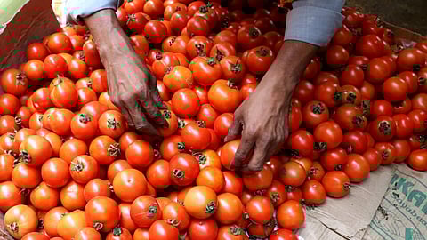 Knocksense Shorts | Supply boost reduces tomato prices in UP to ₹100 per kg