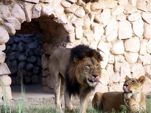 Welcoming the King to the City of Nawabs: Lucknow Zoo to house new Asiatic Lion from Tirupati