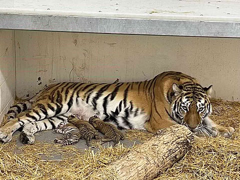 Indore Zoo welcomes 3 new cubs to their big cat family