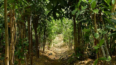 Knocksense Shorts | BMC to assemble 14 urban Miyawaki-style forests across Mumbai, before Diwali