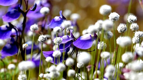 In bloom ONLY until October, visit the 'Valley of Flowers' for a getaway from Mumbai!