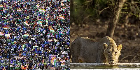 Ahmedabad News Roundup| Metro prep for the influx of match spectators, new lion safari park & more