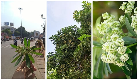 What’s the secret behind the early winter scent enveloping Lucknow?