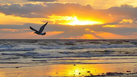 A Walk to Remember: Come over to Juhu Beach on Oct 29, to know all about Mumbai's marine life