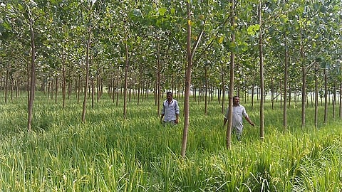 Knocksense Shorts | Know all about UP's first-ever agroforestry policy-
