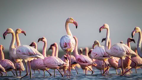 Flamingo season is here! Head to THESE spots around Mumbai to view this visual 'flamboyance'