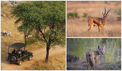 Fancy a wildlife tour without going too far? THIS new grassland trail is just 3 hrs from Mumbai