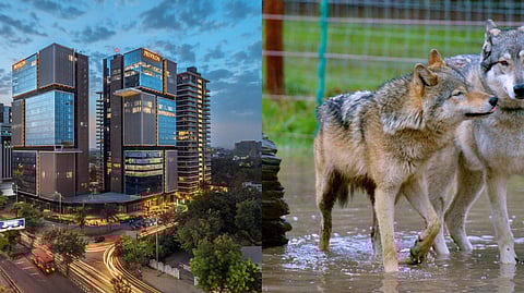 Ahmedabad News Roundup | 'Built-to-Rent' model in real estate, wolves returning to Kankaria & more