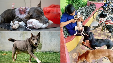 'When you adopt, you save 3 lives': Riveting story of Nawabi Tails, an animal rescue team in Lucknow