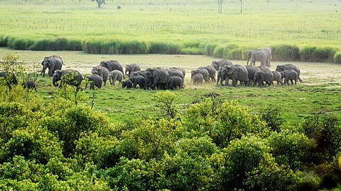 Knocksense Shorts | Ornithologists from Europe tour UP to showcase it as an ecotourism destination