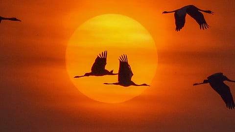 Embark on an adventure to witness the golden sunrise at Thol Lake, just 25 km from Ahmedabad!