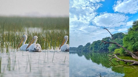 Did you know that Thol and Nal Sarovar near A'bad are amidst the most important wetlands of India?