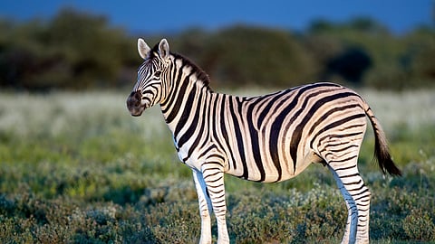 Representational image.