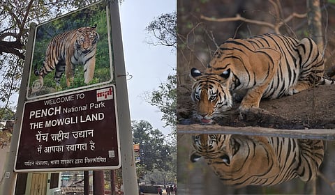 Roaring tigers to starry nights: Maha's Pench Tiger Reserve becomes India's first Dark Sky Park