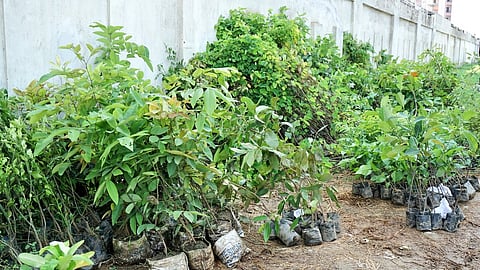 Knocksense Shorts | Promoting reforestation, Lucknow to get its 4th Miyawaki forest at IITR campus