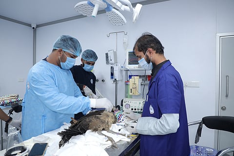 Know about Ahmedabad's Shree Danev Foundation and their Modular OT for injured stray animals & birds