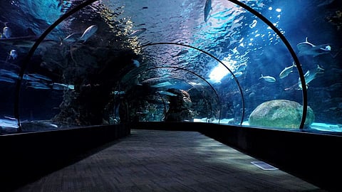Diving into the depths of wonder: Exploring the Aquatic Gallery at Science City, Ahmedabad