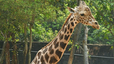 Representational image.