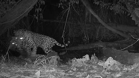 Fear spreads as leopard targets livestock in Indore's Super Corridor zone