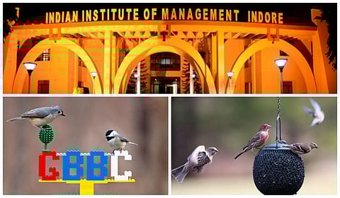 Birdwatching triumph! IIM Indore records 40 on-campus avian species during a global bird count