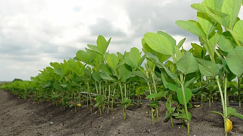 Indore's IISR innovates climate-smart technologies for enhanced soybean productivity