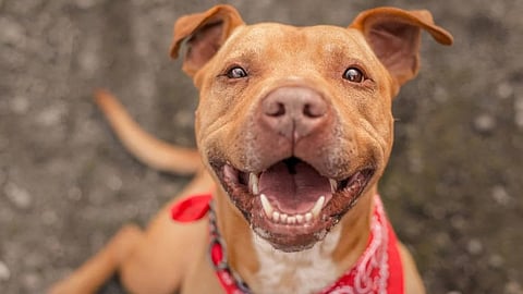 LMC bans sale and breeding of THESE dog breeds in Lucknow from April 1; Check out the list here!