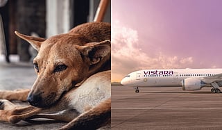 Ahmedabad News Roundup | Rehabilitation center for stray dogs, new daily flights to Bengaluru & more