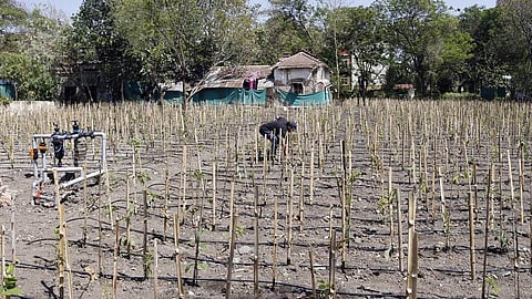Drones being developed to monitor trees in the Miyawaki Forest at Indore's SGSITS