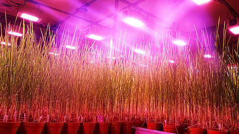 Knocksense Shorts | India's first speed breeding crop facility at Mohali's NABI begins operations